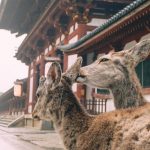 Pair of deer in Nara