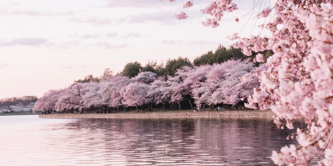Cherry blossoms bordering a lake