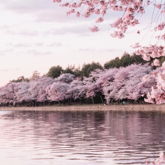 Cherry blossoms bordering a lake