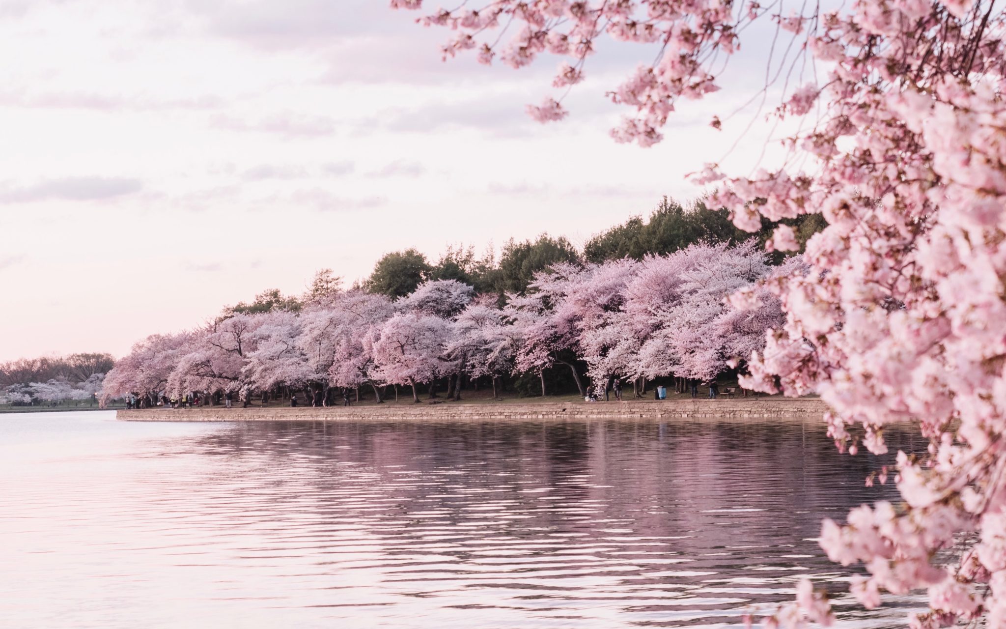 Cherry blossoms bordering a lake