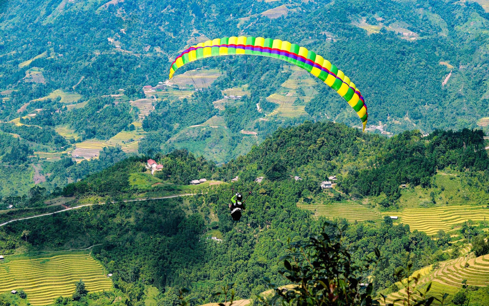 A paraglider over the trees