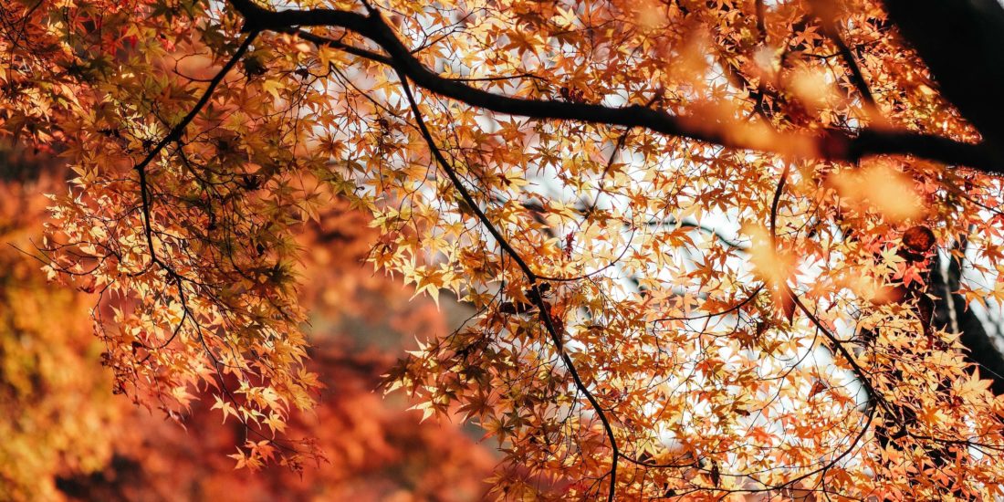 A shot of autumn leaves in a brilliant orange in Japan