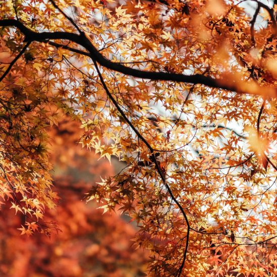 A shot of autumn leaves in a brilliant orange in Japan