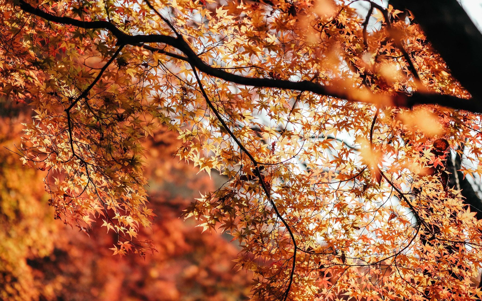 A shot of autumn leaves in a brilliant orange in Japan