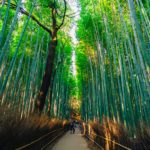 The Arashiyama bamboo grove