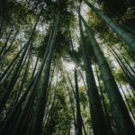 Bamboo grove in Kamakura