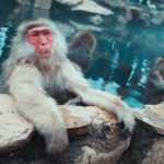 Snow monkey relaxing in onsen