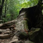 Tree stump on Yakushima