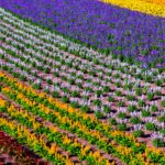 Flower fields in Furano