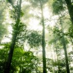 Light coming through trees